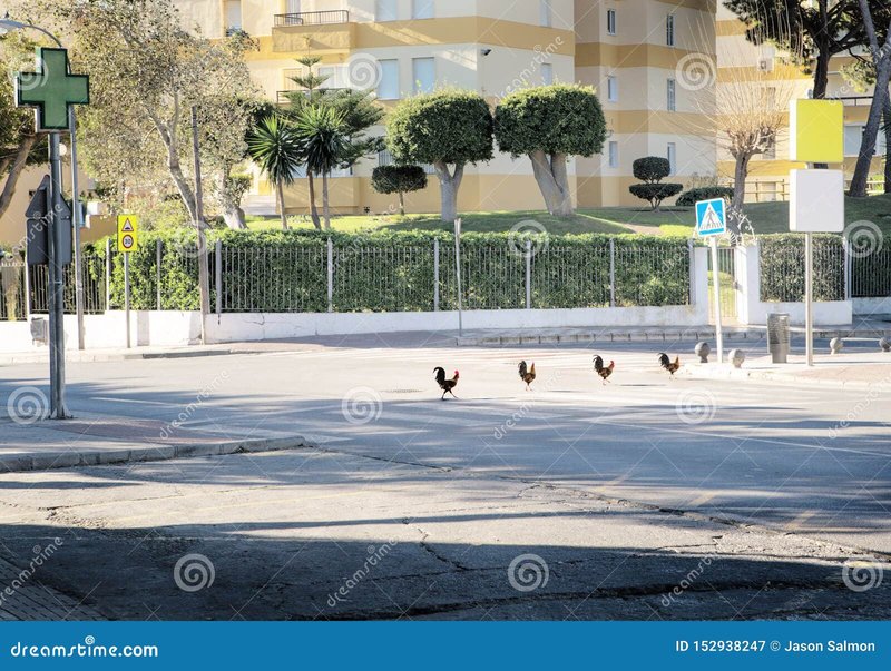 Discover chicken road oficial Discover chicken road oficial